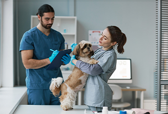 The Importance of Dental Care for Your Pet’s Health