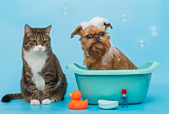 Top 5 Essential Pet Care Tips for New Pet Owners